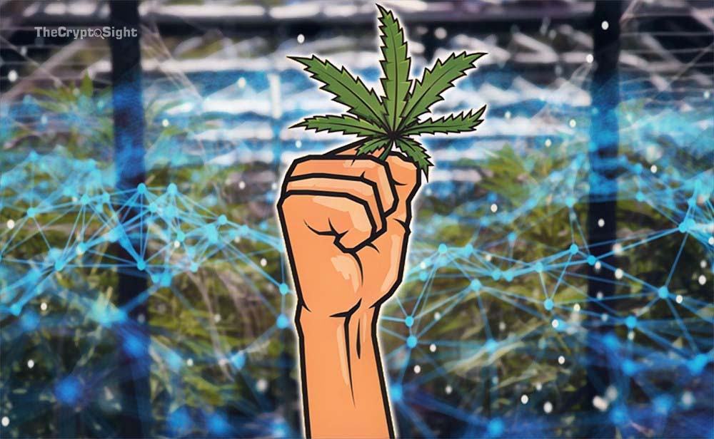 thecryptosight-grandshores-tech-groups-next-focus-industrial-cannabis-market